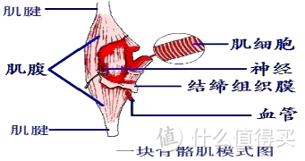 摆脱肌肉酸痛，摆脱肌肉僵硬，白菜价的口袋筋膜枪入手体验~