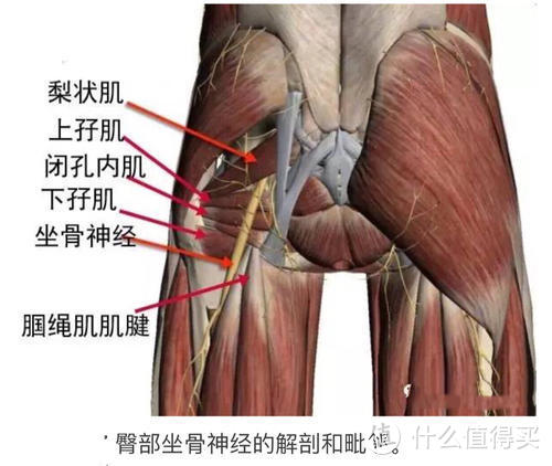 摆脱肌肉酸痛，摆脱肌肉僵硬，白菜价的口袋筋膜枪入手体验~