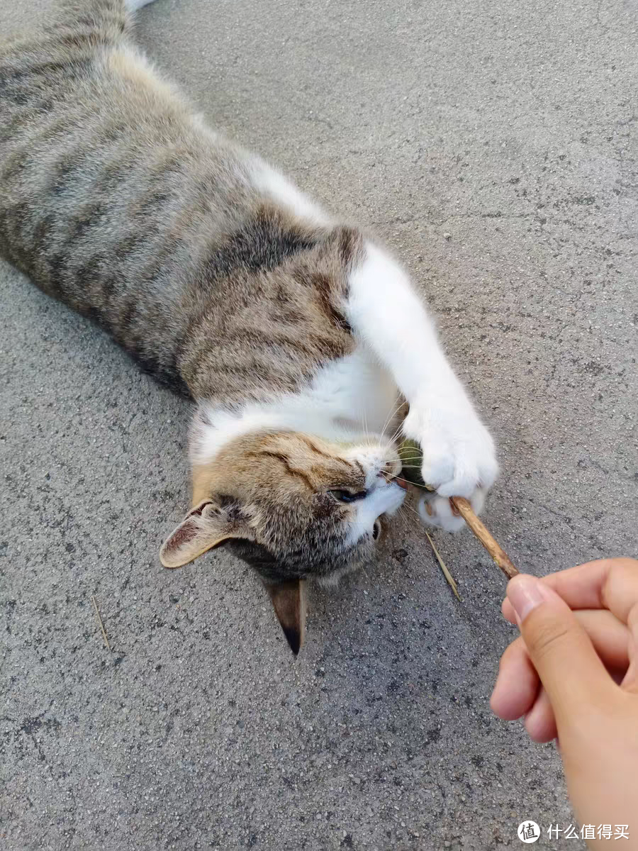 猫咪挑食怎么办？猫咪喜欢吃什么口味的猫粮？