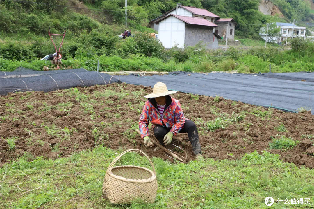 重庆特色产业中药材：综合产值达480亿元，成为地区扶贫王牌