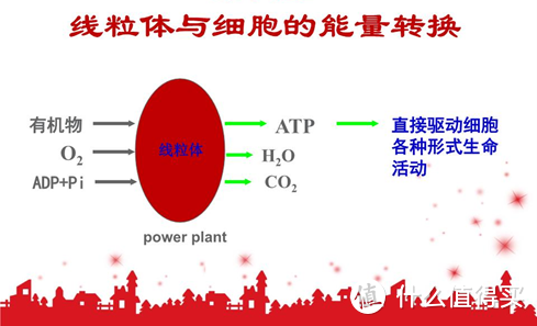 一文读懂：什么是衰老？什么导致了衰老？延缓内部衰老的办法有哪些？