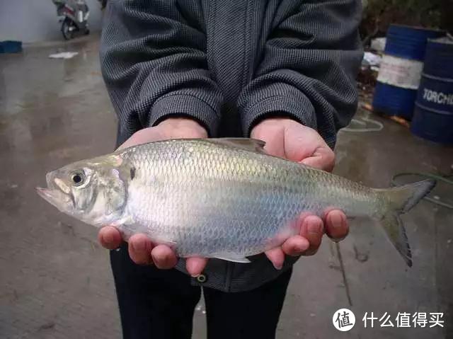 它是长江三鲜之一，因为好吃近乎灭绝，知道它的人很少，你钓过吗
