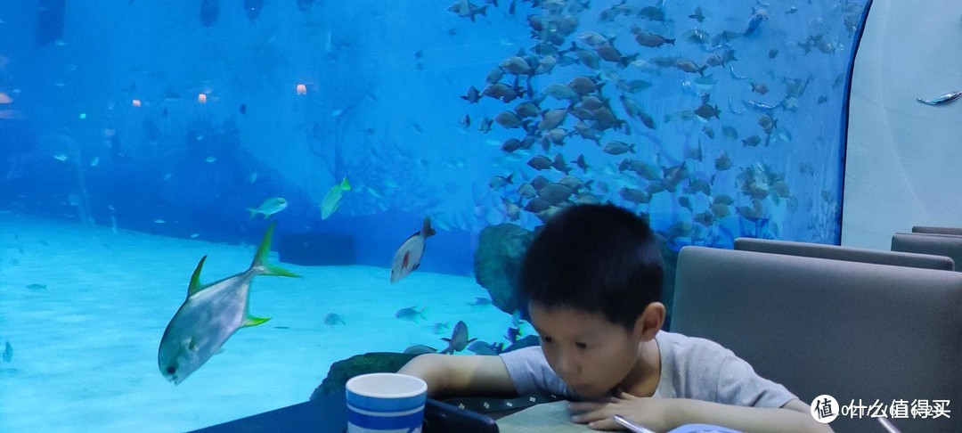 上海海昌海洋公园深度体验分享&答疑解惑
