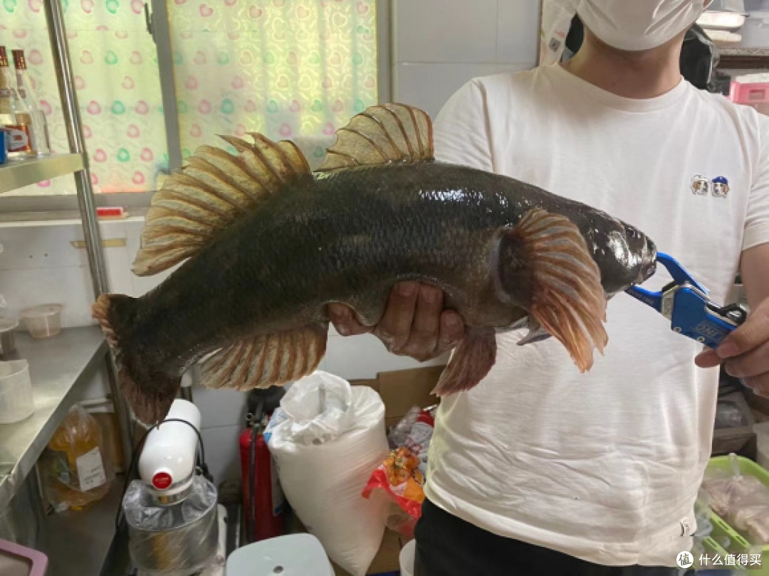 江苏一男子钓上 巨型 笋壳鱼 发网上炫耀 网友 长得丑判得久 鱼类 什么值得买