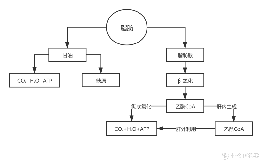 纯干货！一起来学习科学减肥增肌吧