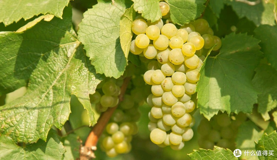 Chardonnay