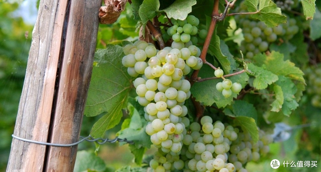 Riesling