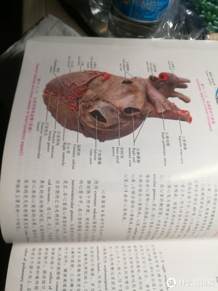 人体解剖图+普通动物学+植物学：硬核生物学习教材，送给求知的你