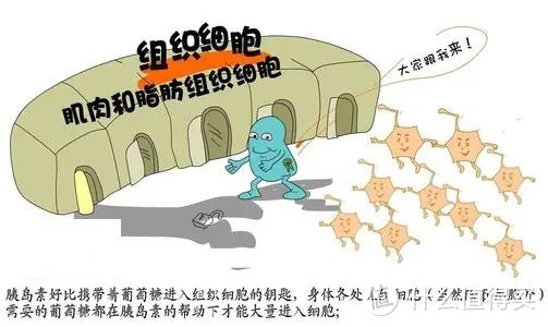 纯干货！一起来学习科学减肥增肌吧