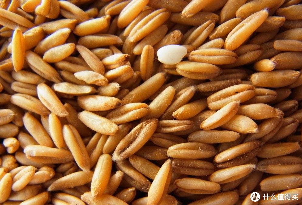 莜麦，是燕麦属作物，营养价值居谷类粮食之首（图源网络）