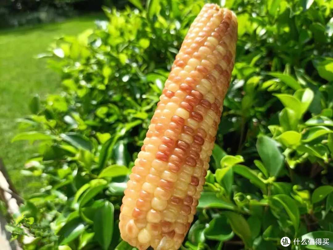 煮着吃超香！中国5大玉米品种，除了东北粘玉米，你还吃过几样？