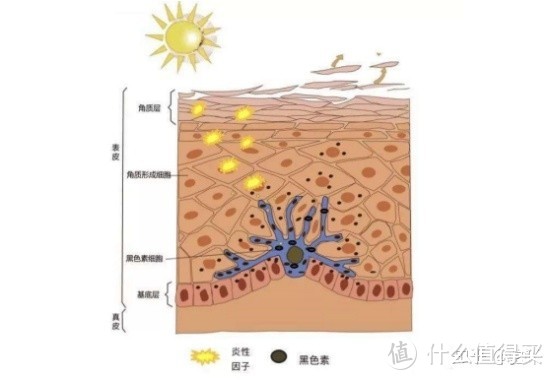 怀孕后在孕期要怎么护肤?孕妇应该如何选择护肤品?