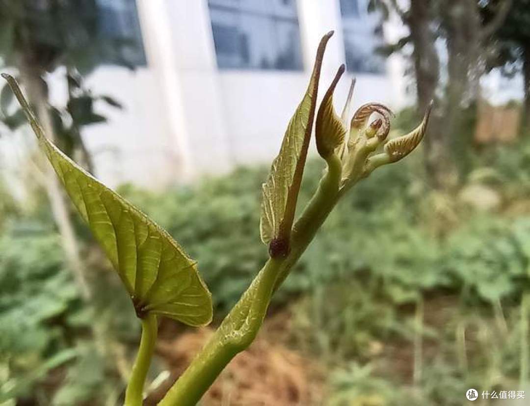 强悍的X系列再发新机，荣耀X20实测到底好不好？