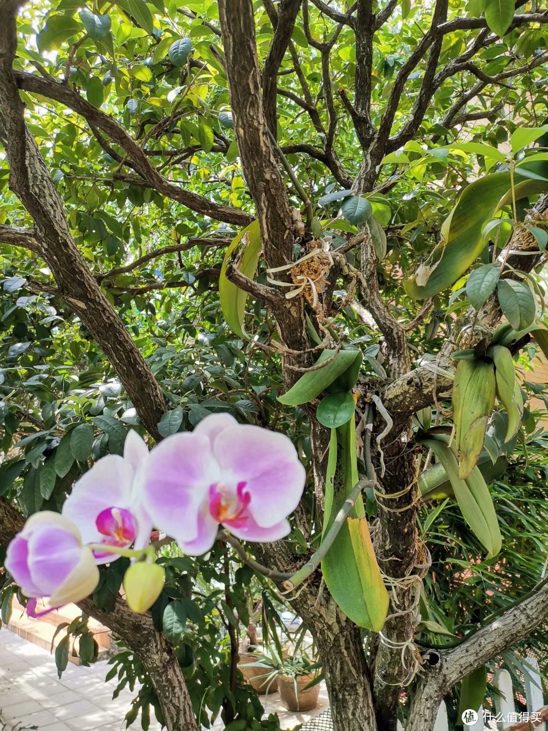 还原洋兰花原始生长环境，让院子洋兰在夏日里也开的灿烂