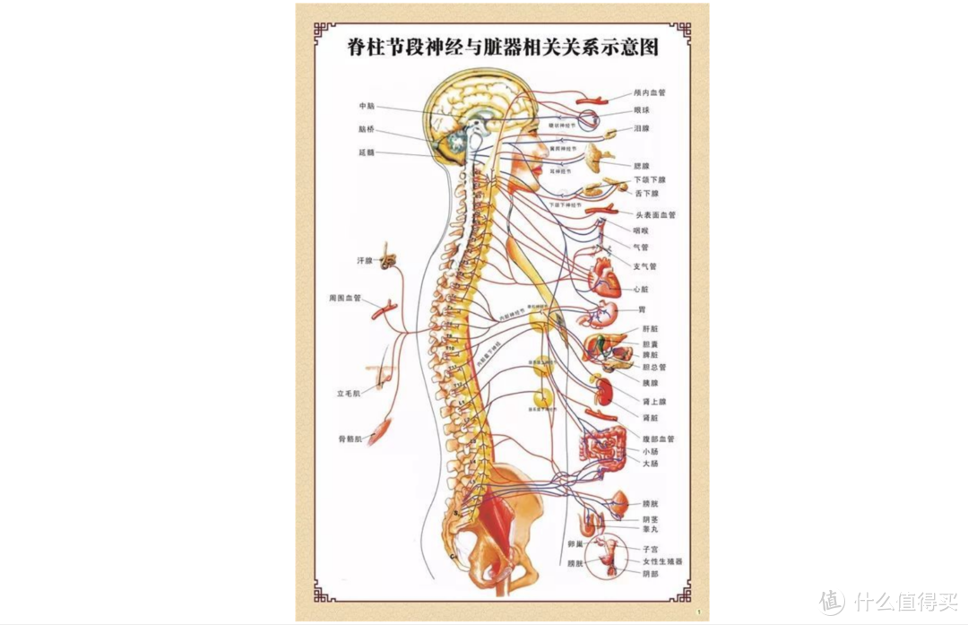 腰间盘突出如何选床垫？一个腰突患者的床垫选购经验谈