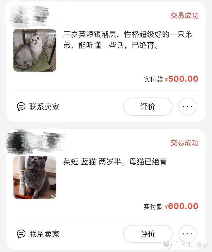 买猫攻略丨如何花500块淘到一只纯种的银渐层？