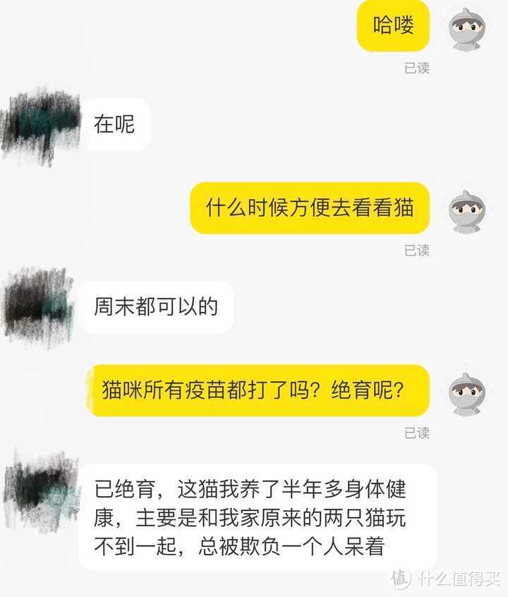 买猫攻略丨如何花500块淘到一只纯种的银渐层？