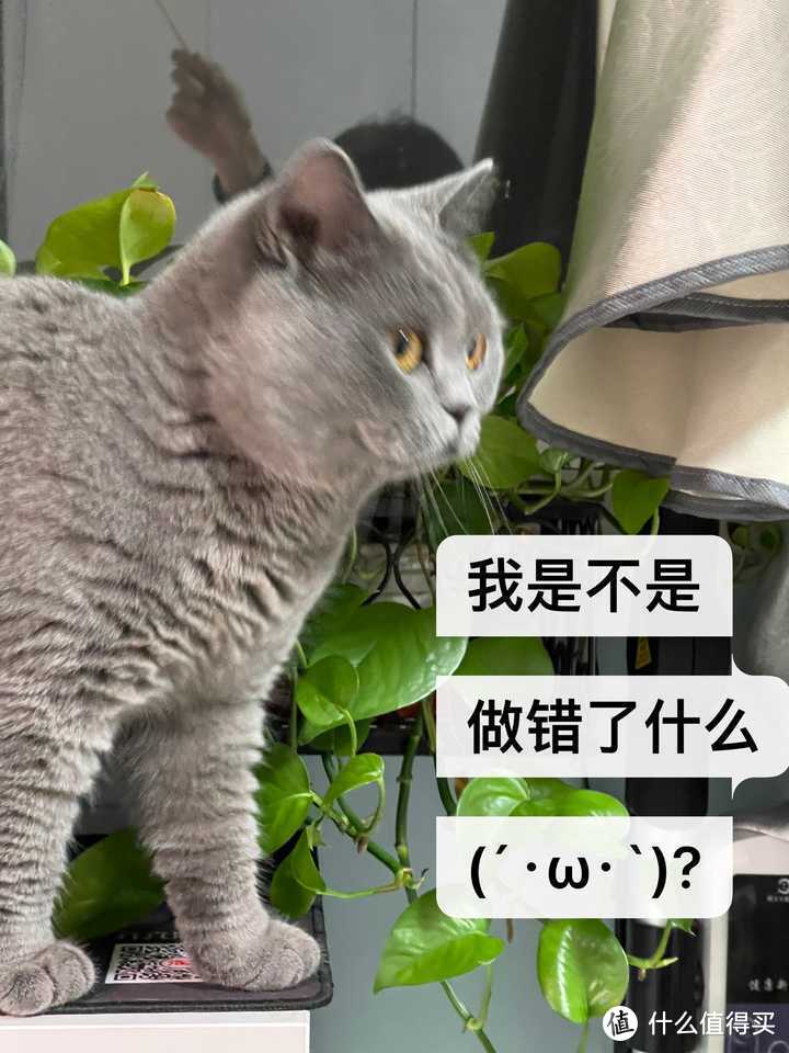 买猫攻略丨如何花500块淘到一只纯种的银渐层？