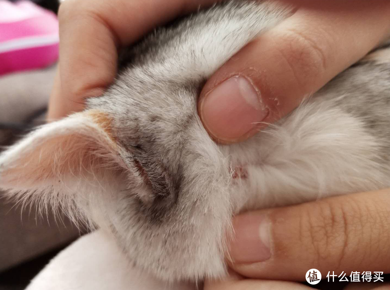 猫吃维生素的陷阱你了解吗，猫维生素b对抗猫藓？
