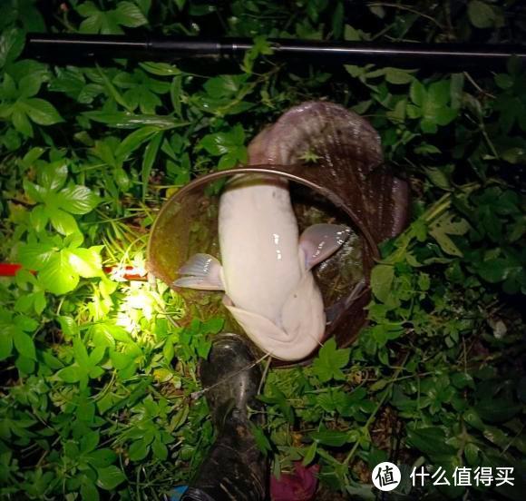 福建男子钓上大鱼，还没来得及高兴就被咬了一口，网友：完犊子了