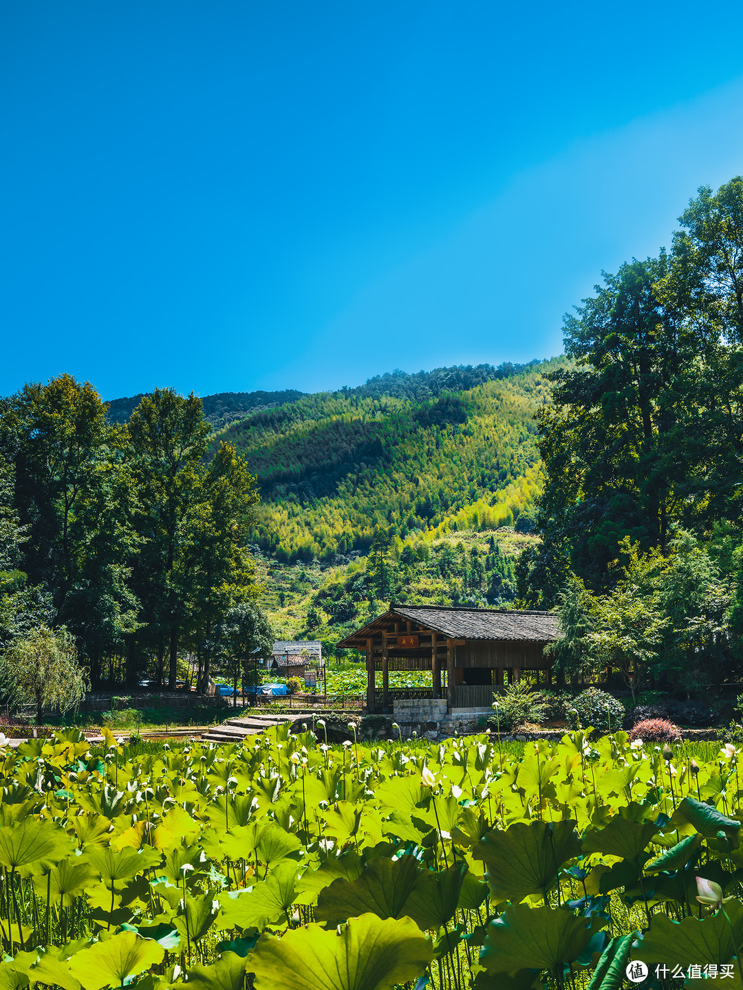 山为衬莲为依，山水画般的福建建宁上坪古村