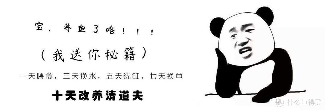 汉霸电视鱼缸评测：智能语音系统，一款适合“懒人”的桌面小鱼缸