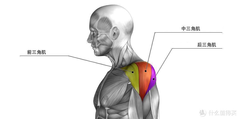 如何练出宽肩膀？亲测有效的居家练肩动作