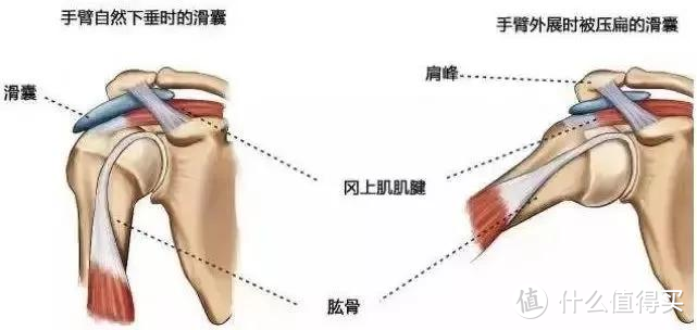 如何练出宽肩膀？亲测有效的居家练肩动作