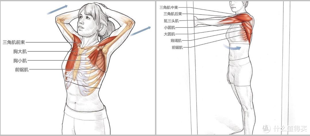 如何练出宽肩膀？亲测有效的居家练肩动作