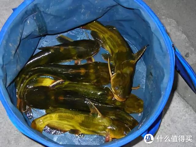 江河中野钓黄颡鱼，环境和特性缺一不可，3大要素助你渔获满满