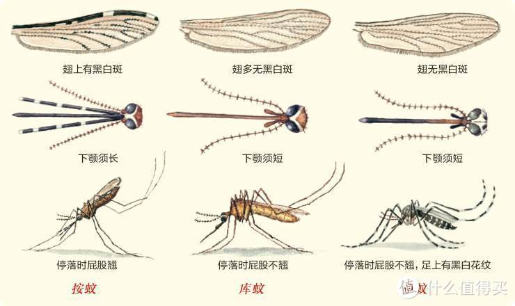 先别滑走！不想收“红包”，快进来收下这份《防蚊秘籍》呀！（建议收藏备用）