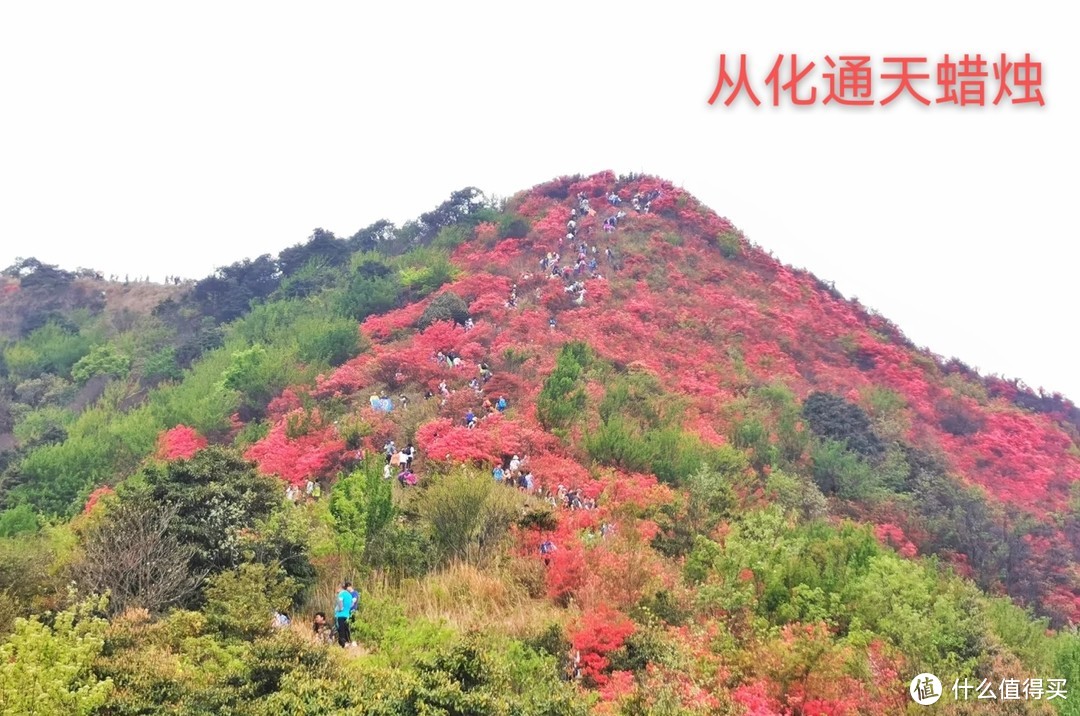 春天必登，通天蜡烛满山杜鹃花