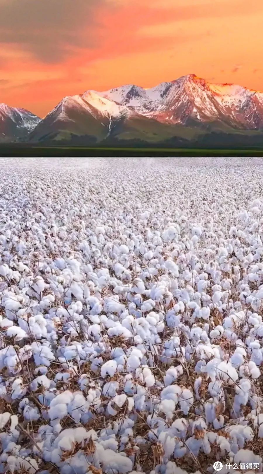 来自天山的冰川融水，是棉花灌溉的绝佳条件之一。©图虫创意