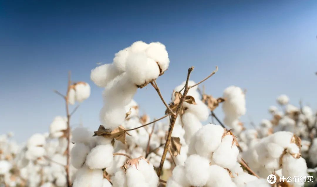 棉花果实,初长时形状像铃叫棉铃,长成后像桃则叫棉桃.08图虫创意