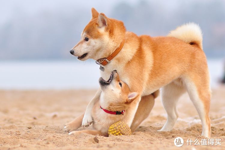 盘点柴犬的几大优点，你真的了解柴犬吗？