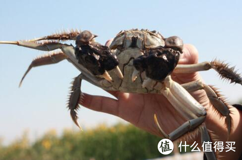 别光盯着大闸蟹了，这些SSS级名蟹同样值得期待！