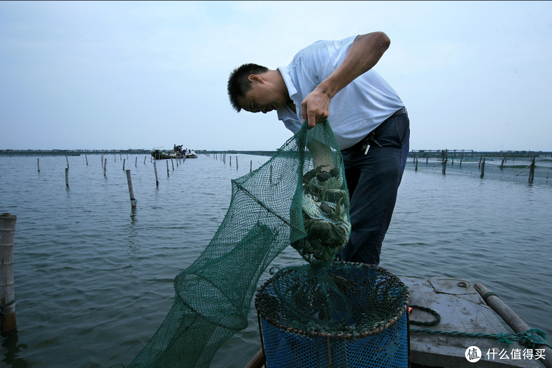 阳澄湖大闸蟹，如何辨别真伪？蟹农教你5个技巧，让假货无处可藏