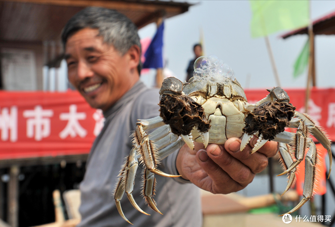 阳澄湖大闸蟹，如何辨别真伪？蟹农教你5个技巧，让假货无处可藏