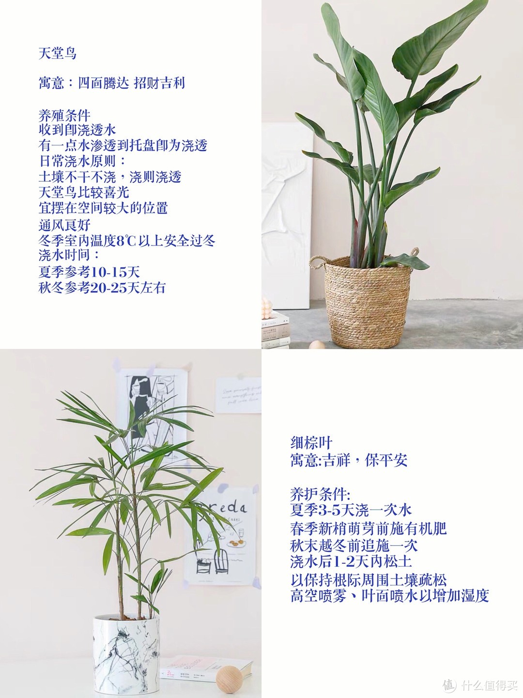 ins博主同款的9种网红绿植🌵附养护说明