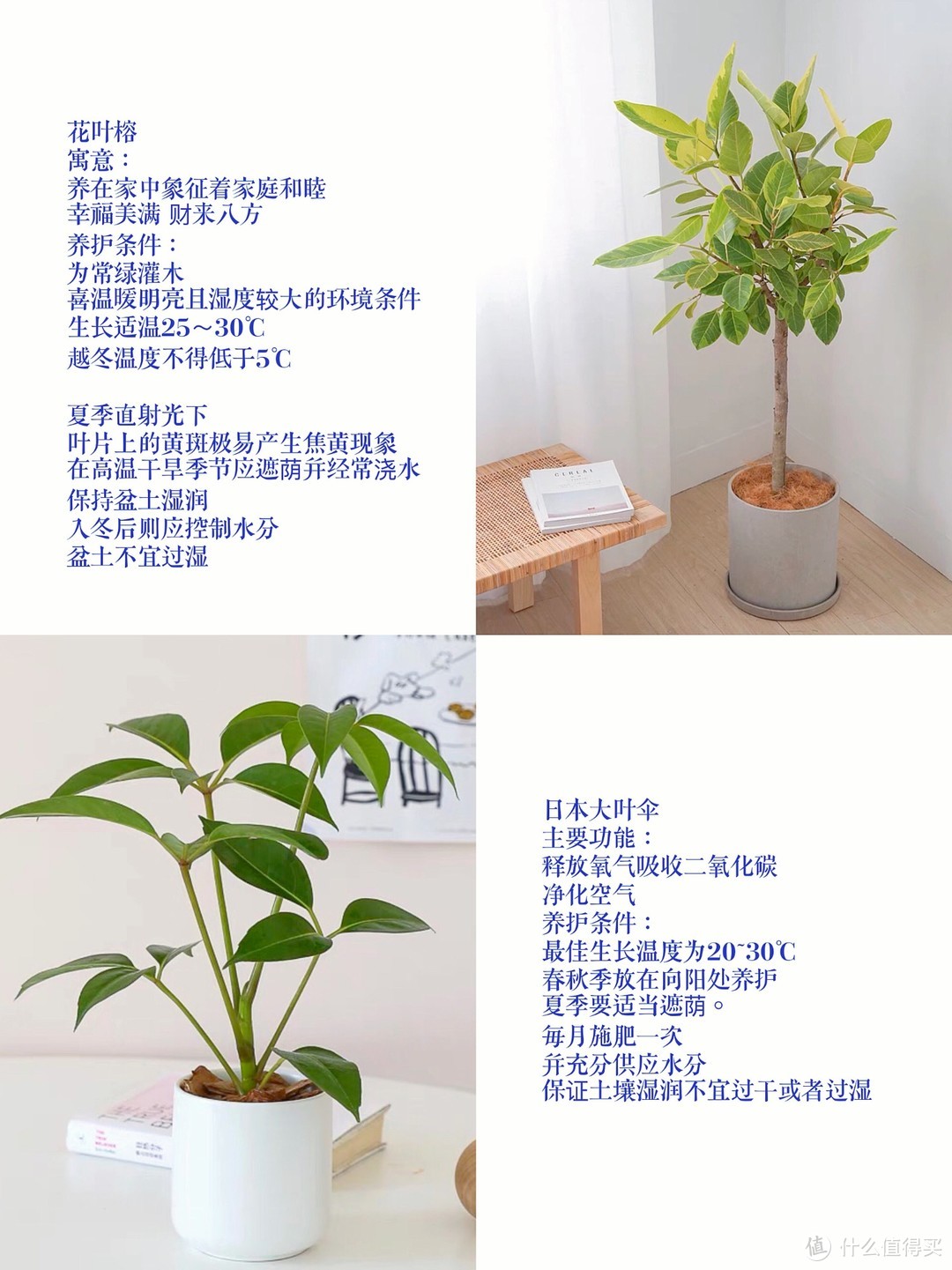 ins博主同款的9种网红绿植🌵附养护说明