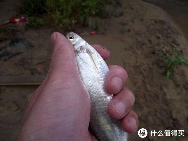 如何在走水环境中钓白条，进食特性和垂钓方式是关键，细节很关键