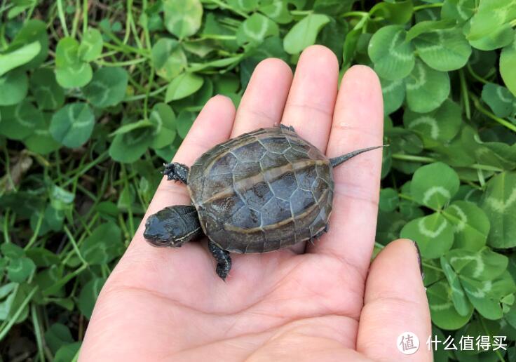 适合新手喂养的水族宠物分析及养龟装备推荐。