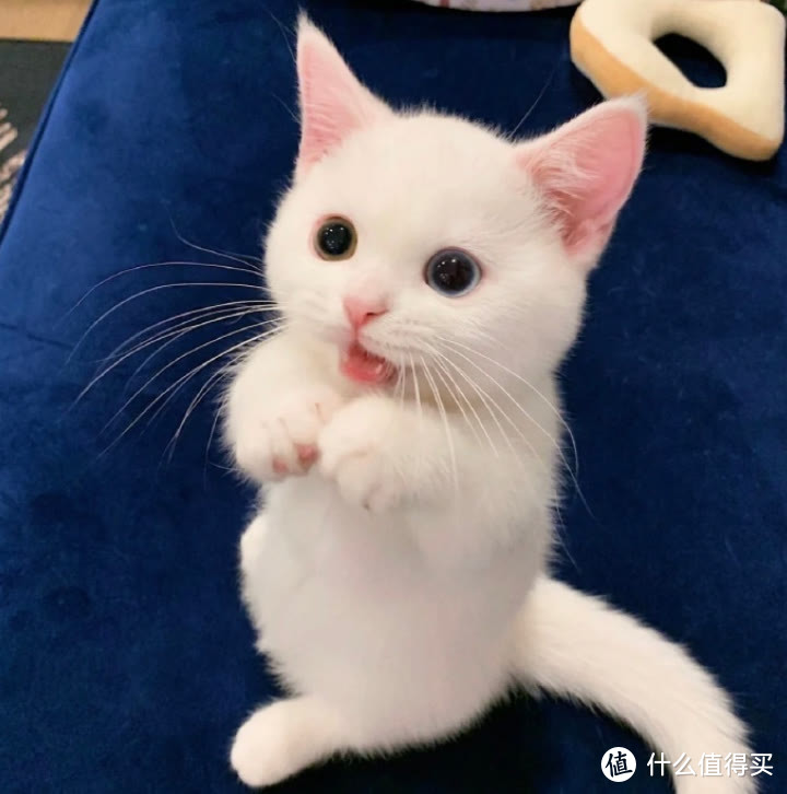 ​养猫注意事项，猫零食要怎么选