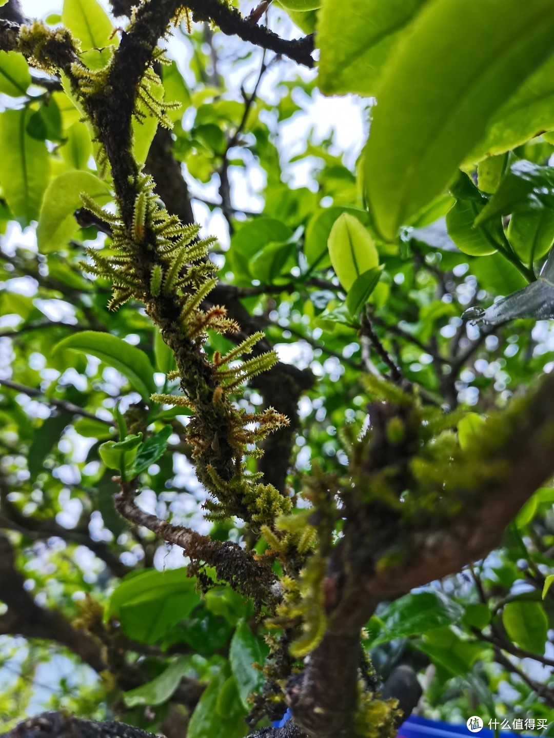 冰岛古树茶园的生态非常优质