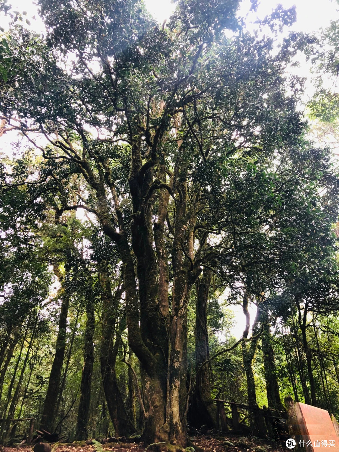 到勐库大雪山的朝圣对象：树龄2700年的1号野生大茶树