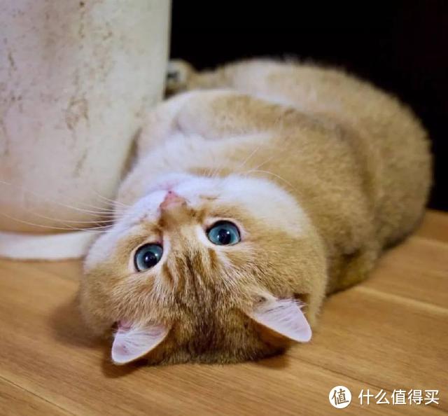 带你了解猫咪营养膏什么牌子好