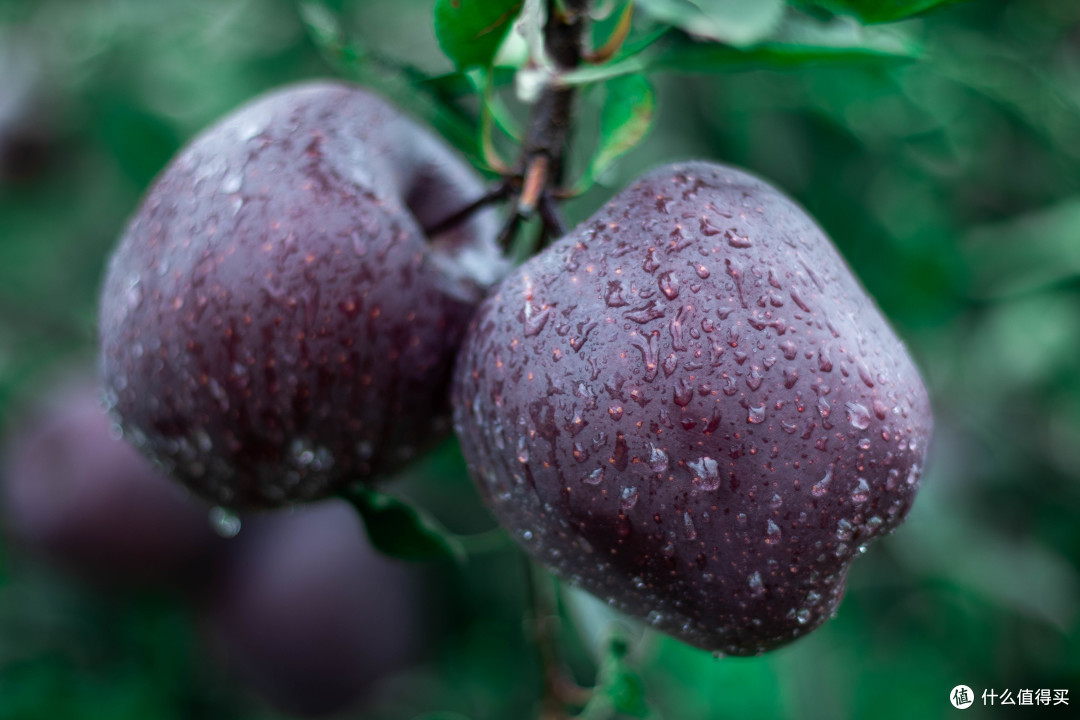 如今一款名为"黑卡"的黑色苹果很火爆.