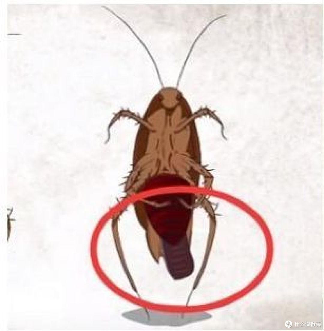 德国小蠊品种的蟑螂有把卵鞘携带在自己尾部的习惯,而美洲大蠊,澳洲大