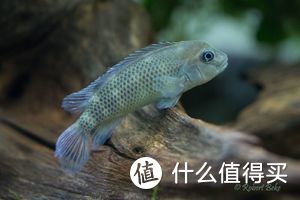 新手养鱼篇｜五花八门的观赏鱼品种 第二弹 长得像老鼠的鱼你见过吗？