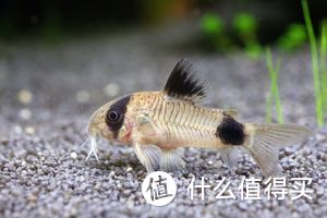 新手养鱼篇｜五花八门的观赏鱼品种 第二弹 长得像老鼠的鱼你见过吗？